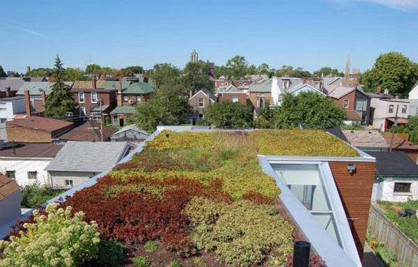 باغی روی پشت بام - بام سبز